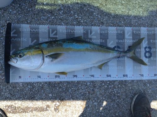 ブリの釣果