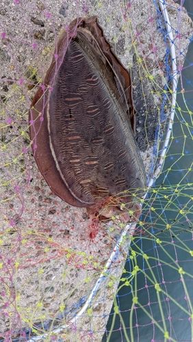 モンゴウイカの釣果