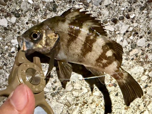メバルの釣果