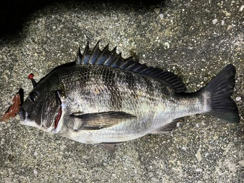 チヌの釣果
