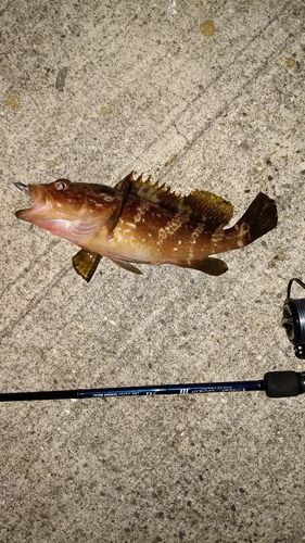 アコウの釣果