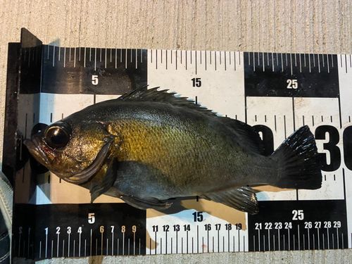クロメバルの釣果