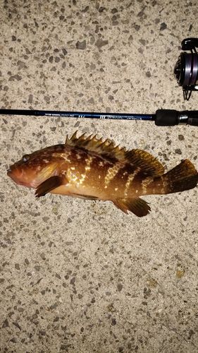 アコウの釣果
