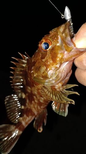 ガシラの釣果