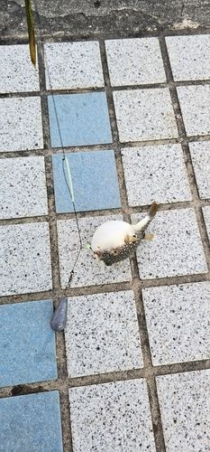 フグの釣果