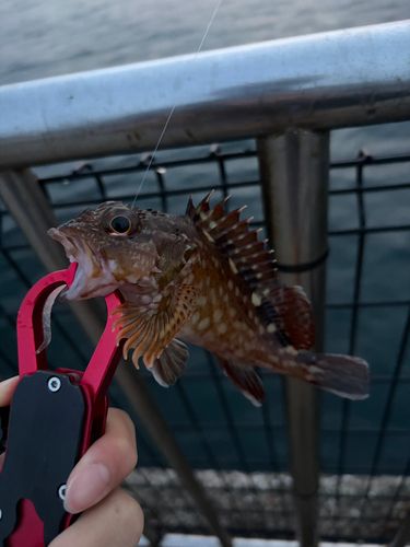 カサゴの釣果