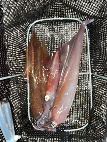 ヤリイカの釣果