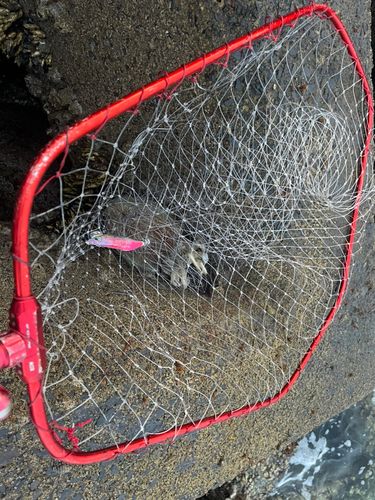 モンゴウイカの釣果