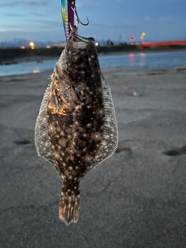 ソゲの釣果