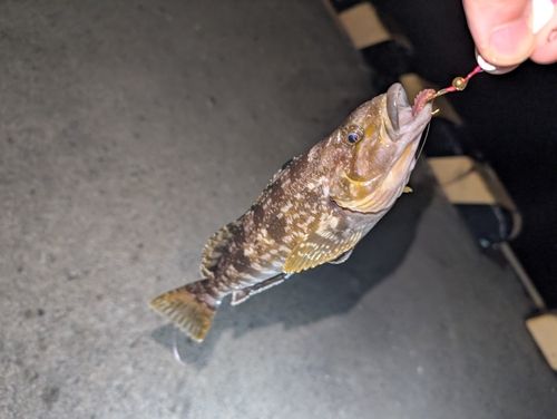 アイナメの釣果