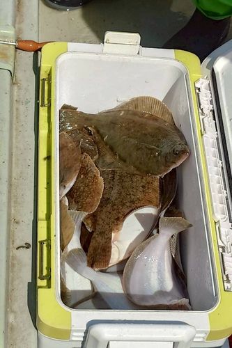 マコガレイの釣果
