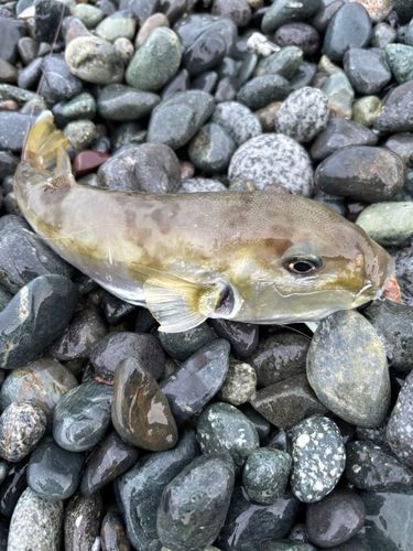 シロサバフグの釣果