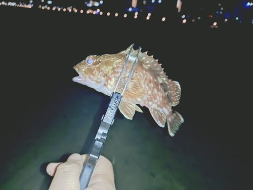ガシラの釣果