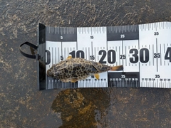 フグの釣果