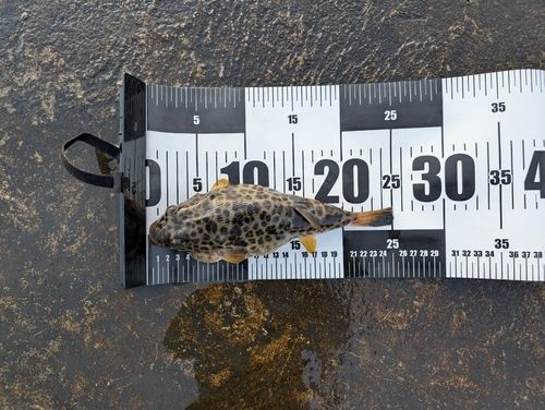 フグの釣果