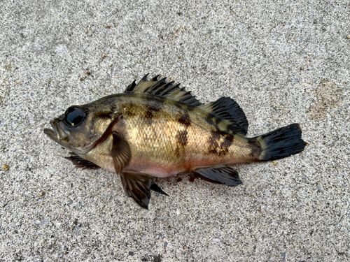 メバルの釣果