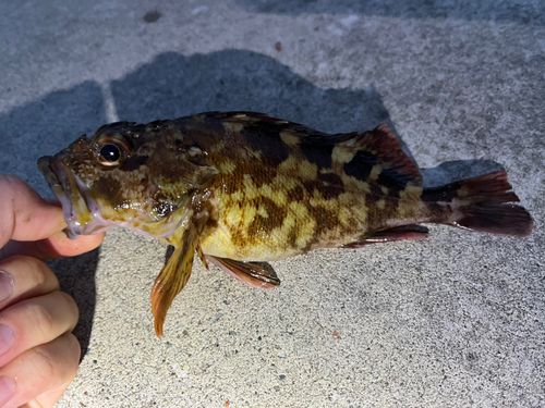 カサゴの釣果