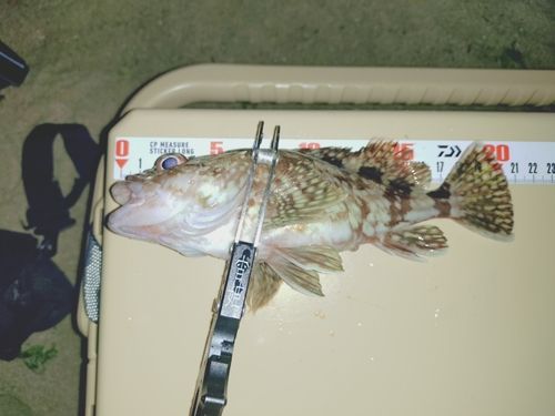 ガシラの釣果