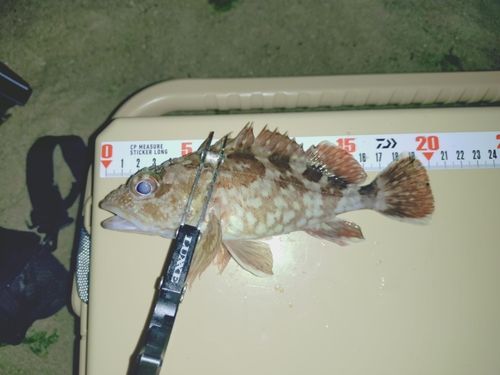 ガシラの釣果