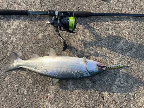 サクラマスの釣果