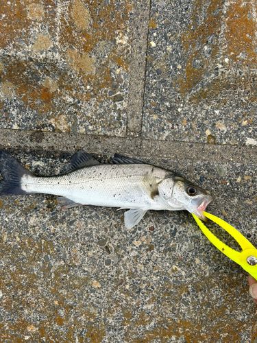 セイゴ（マルスズキ）の釣果