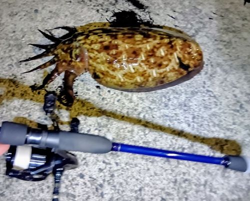 コウイカの釣果