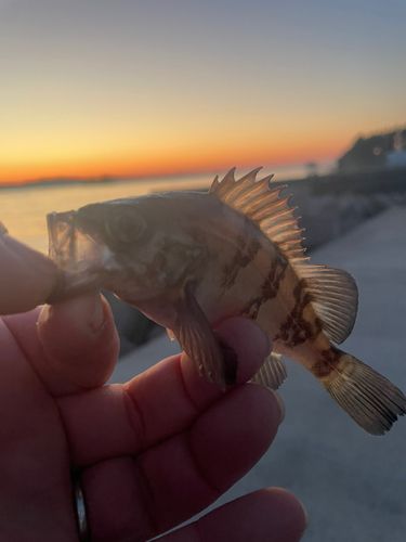 メバルの釣果