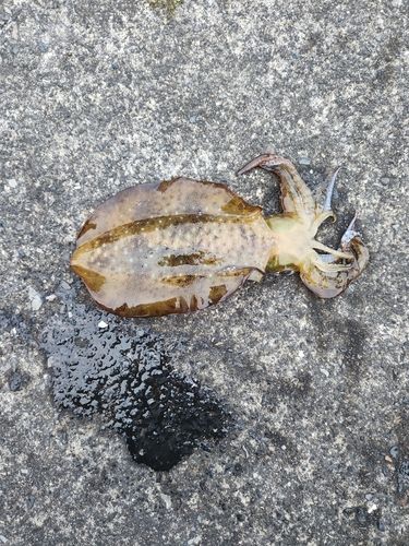 ミズイカの釣果