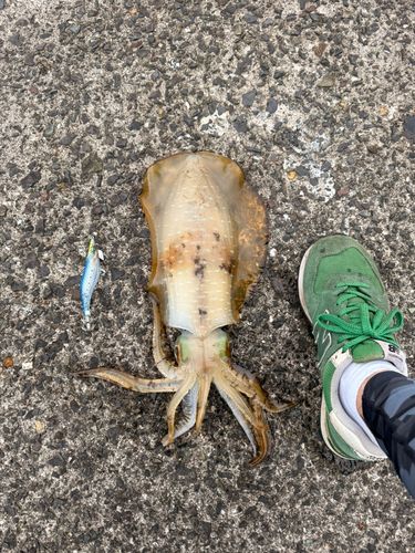 アオリイカの釣果