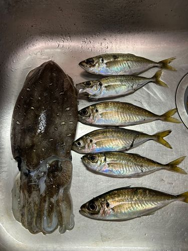 コウイカの釣果