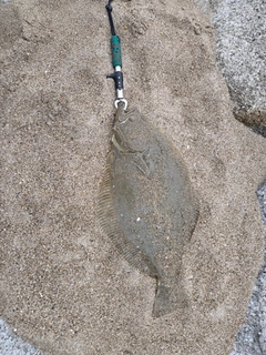 ヒラメの釣果