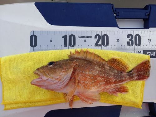 アラカブの釣果