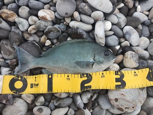 グレの釣果