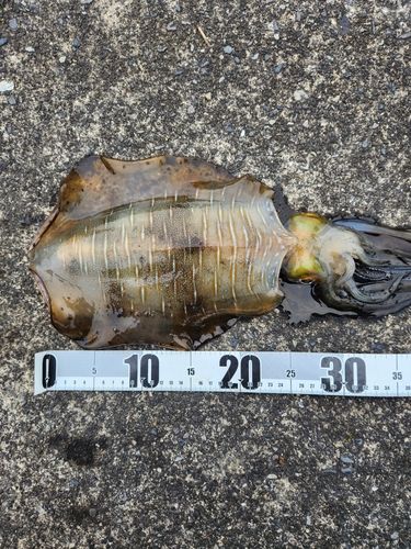 ミズイカの釣果