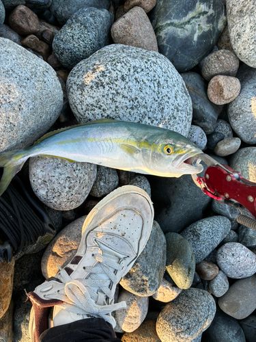フクラギの釣果