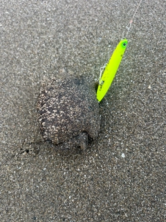 クサフグの釣果