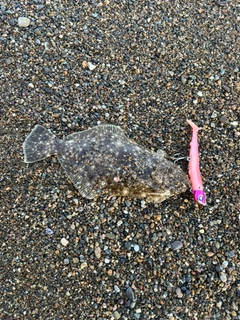 ソゲの釣果