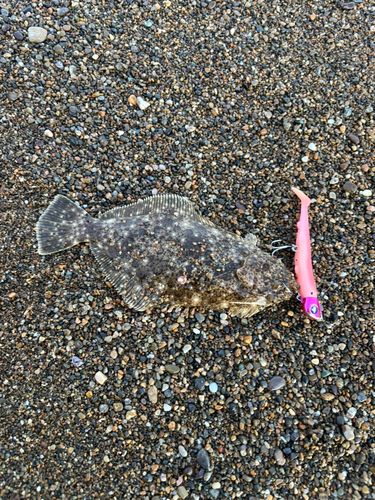 ソゲの釣果