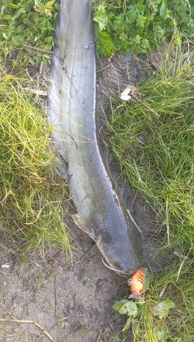 ナマズの釣果