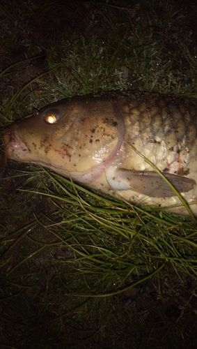 コイの釣果