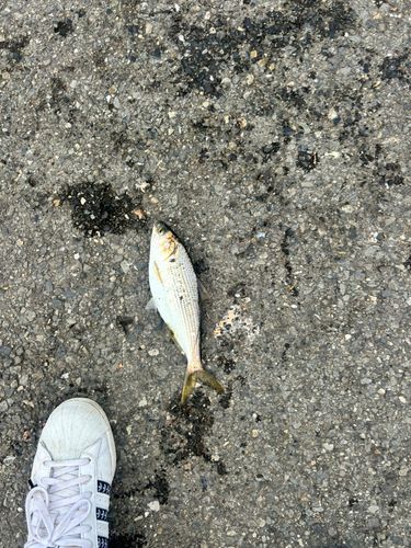 マアジの釣果