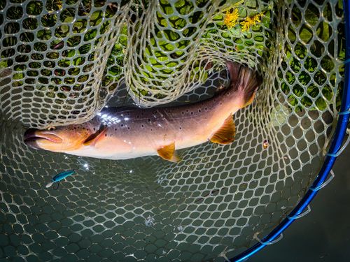 ブラウントラウトの釣果