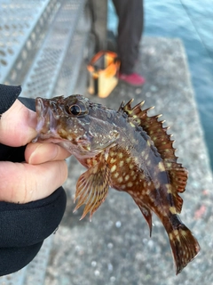 アラカブの釣果