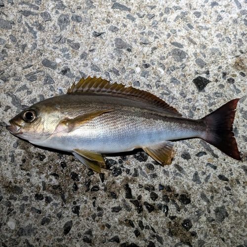 イサキの釣果