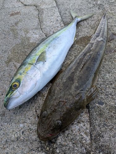 マゴチの釣果