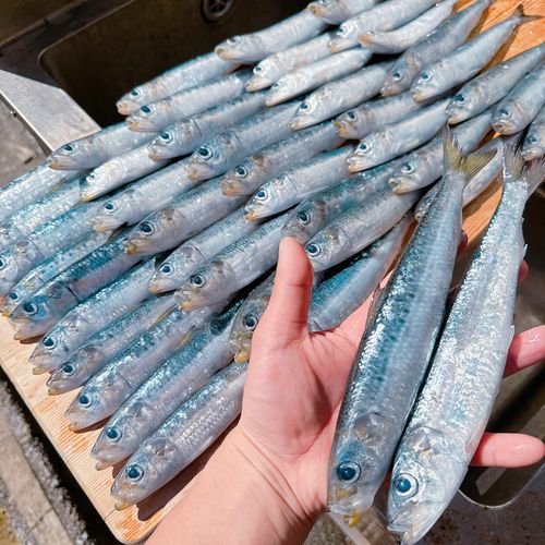 マイワシの釣果
