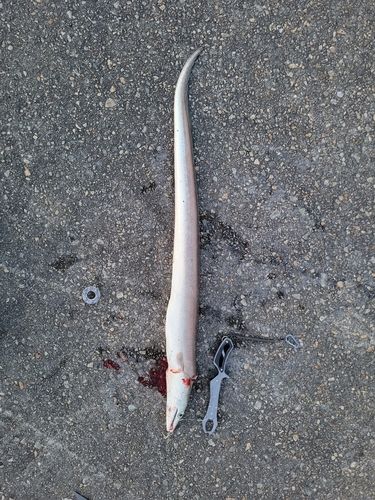 ハモの釣果