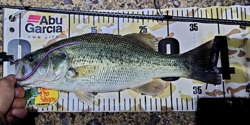 ブラックバスの釣果