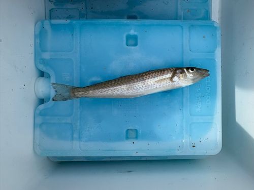 キスの釣果
