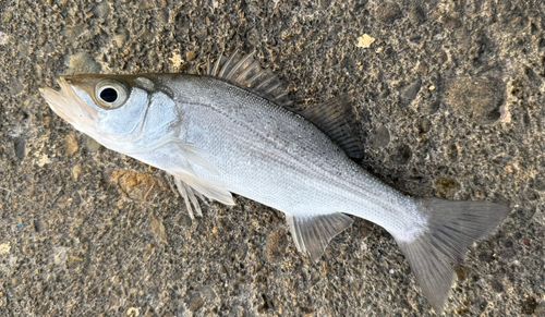 セイゴ（ヒラスズキ）の釣果